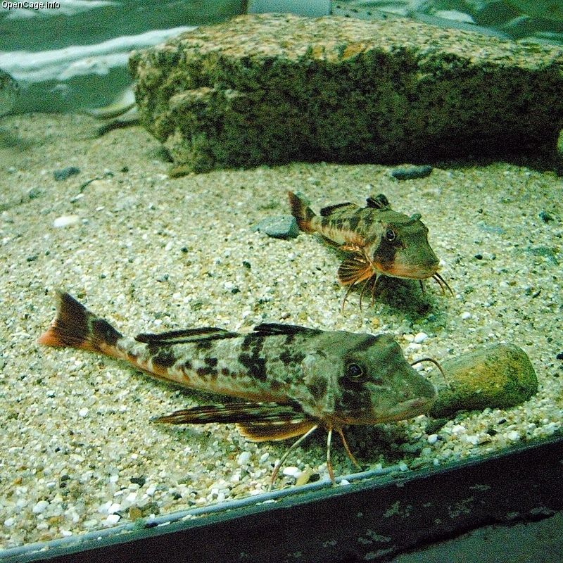 Sea Robin (Family: Triglidae) - Wiki; DISPLAY FULL IMAGE.