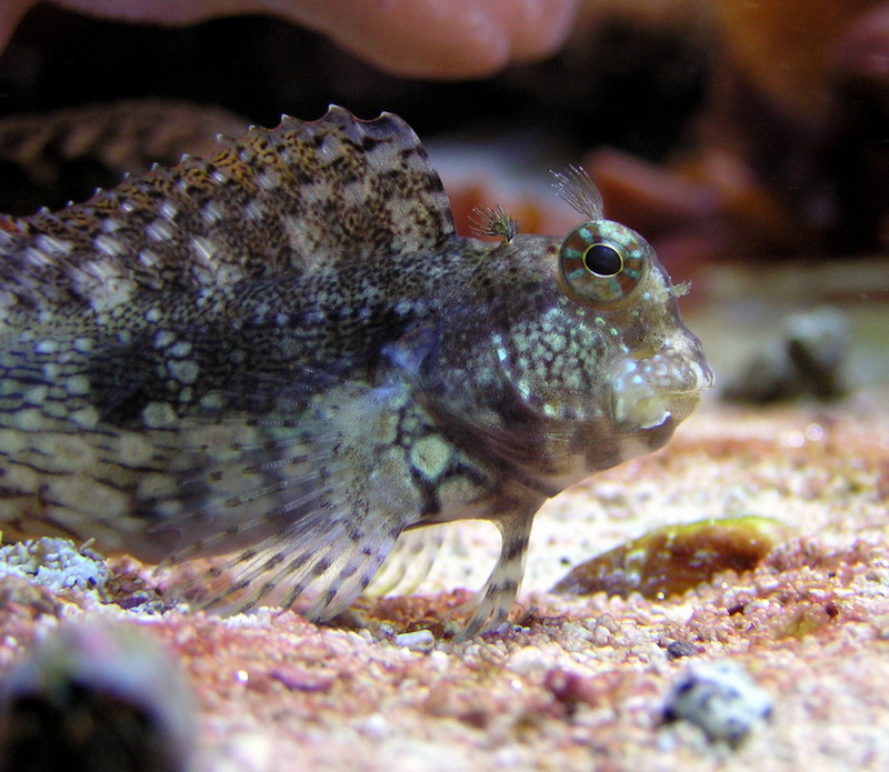 Blenny (Suborder: Blennioidei) - Wiki; DISPLAY FULL IMAGE.