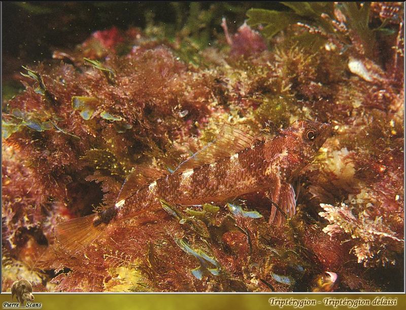 Black-faced blenny (Tripterygion delaisi); DISPLAY FULL IMAGE.