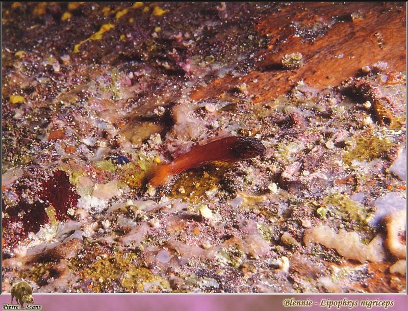 Black-headed blenny (Lipophrys nigriceps); DISPLAY FULL IMAGE.