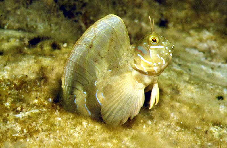 Mediterranean sphinx blenny (Aidablennius sphynx); DISPLAY FULL IMAGE.