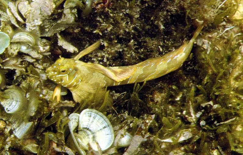 Mediterranean sphinx blenny (Aidablennius sphynx); DISPLAY FULL IMAGE.