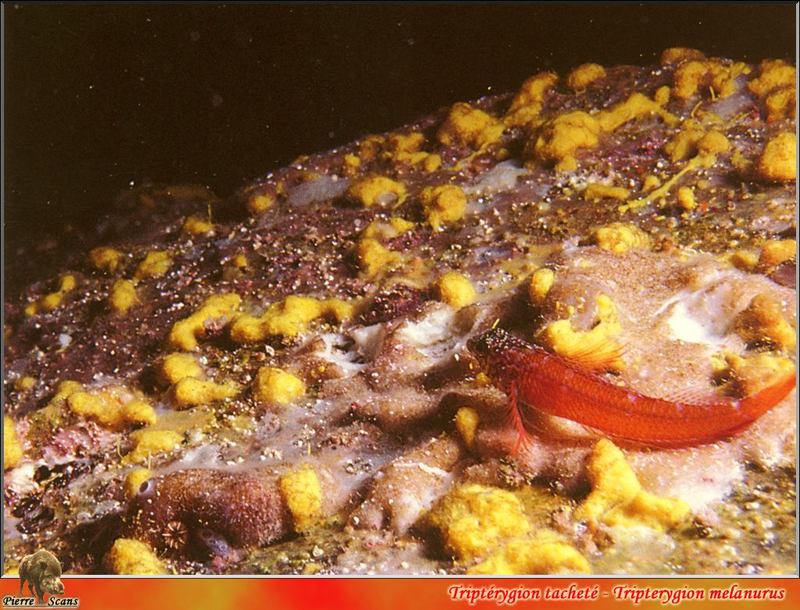 Slavering Blenny (Tripterygion melanurus); DISPLAY FULL IMAGE.