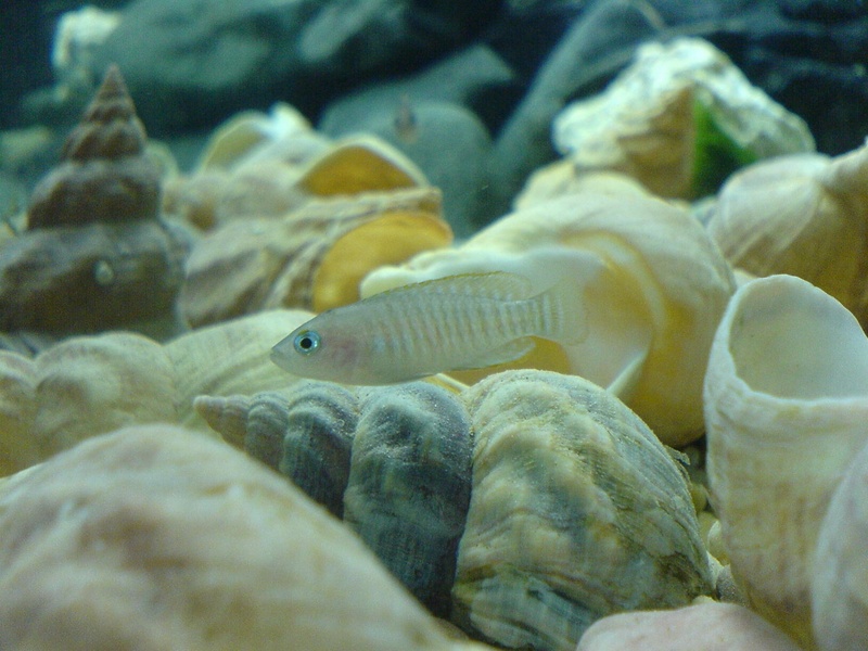 Neolamprologus multifasciatus - Wiki; DISPLAY FULL IMAGE.