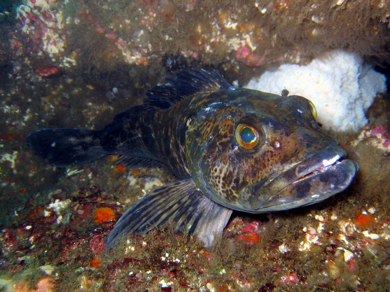 Greenling (Family: Hexagrammidae) - Wiki; DISPLAY FULL IMAGE.