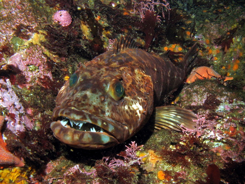 Lingcod (Ophiodon elongatus) - Wiki; DISPLAY FULL IMAGE.