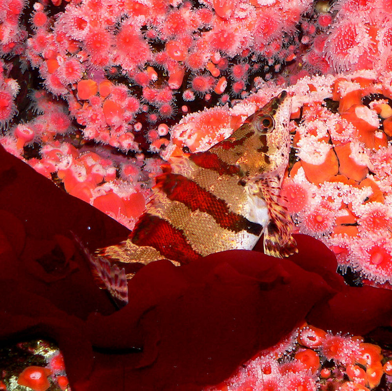 Painted Greenling (Oxylebius pictus); DISPLAY FULL IMAGE.