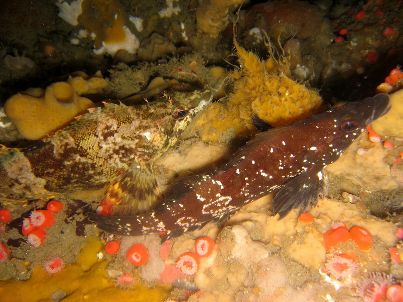 Painted Greenling (Oxylebius pictus) - Wiki; DISPLAY FULL IMAGE.
