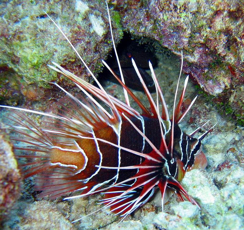 Clearfin Lionfish (Pterois radiata) - Wiki; DISPLAY FULL IMAGE.