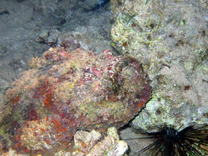 Stonefish (Synanceia verrucosa) - head detail, natural colours, Dahab.; DISPLAY FULL IMAGE.