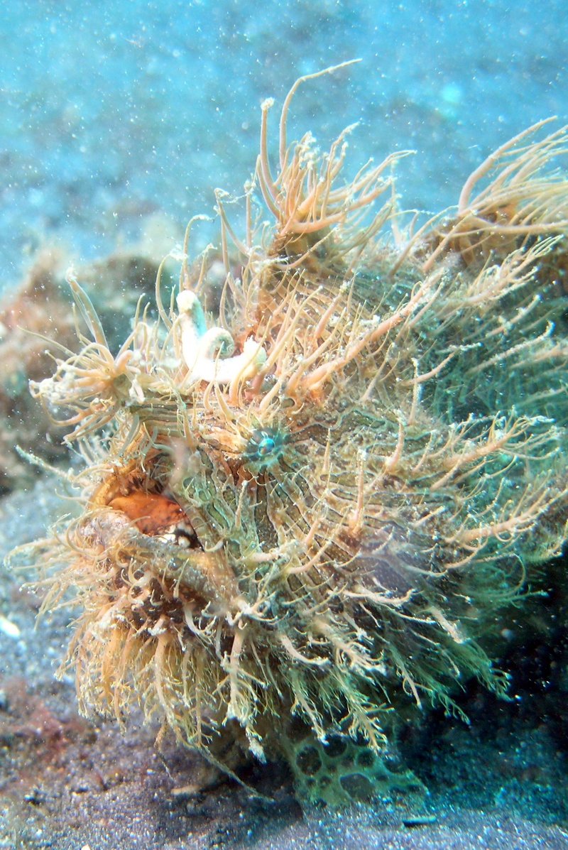 Striated frogfish (Antennarius striatus); DISPLAY FULL IMAGE.