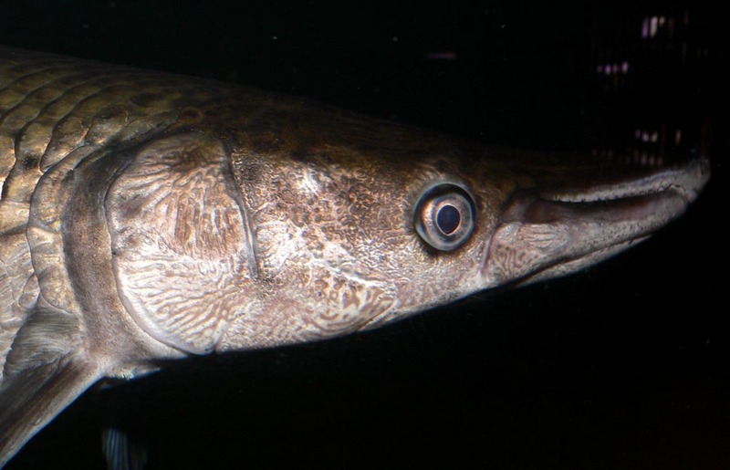 Alligator Gar (Atractosteus spatula) - Wiki; DISPLAY FULL IMAGE.