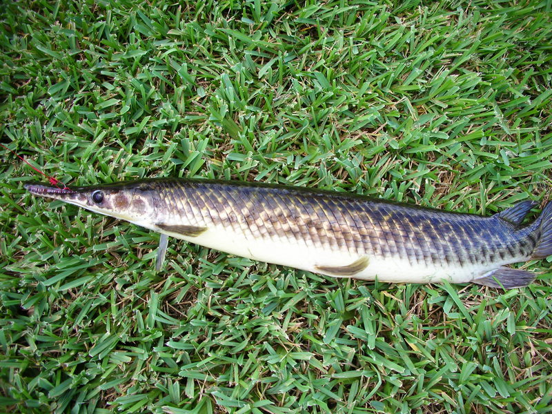 Florida gar (Lepisosteus platyrhincus) - Wiki; DISPLAY FULL IMAGE.