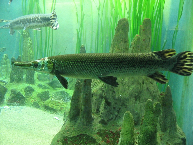 Gars (Family: Lepisosteidae) - Wiki; DISPLAY FULL IMAGE.