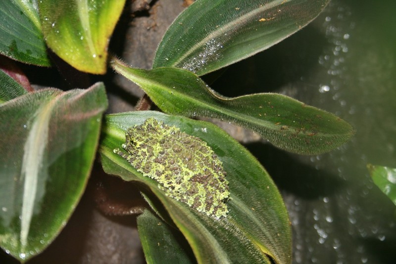 Mossy Frog (Theloderma corticale) - Wiki; DISPLAY FULL IMAGE.