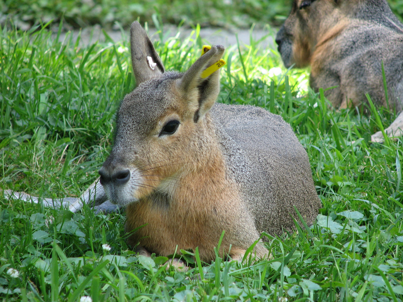 Patagonian Mara (Dolichotis patagonum) - Wiki; DISPLAY FULL IMAGE.