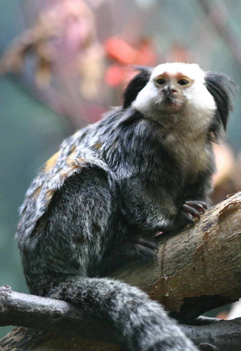 Geoffrey's Marmoset (Callithrix geoffroyi) - Wiki; DISPLAY FULL IMAGE.