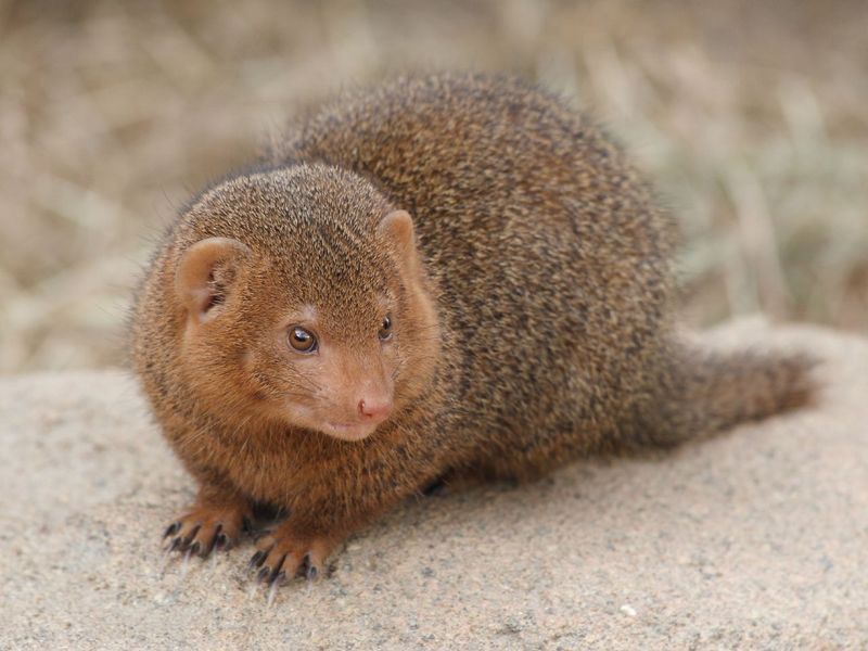 Mongoose (Family: Herpestidae) - Wiki; DISPLAY FULL IMAGE.
