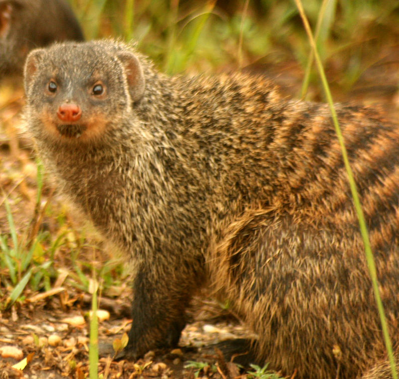 Banded Mongoose (Mungos mungo) - Wiki; DISPLAY FULL IMAGE.