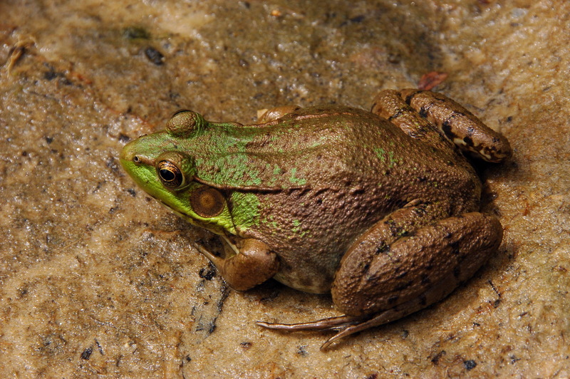 Green Frog (Lithobates clamitans) - Wiki; DISPLAY FULL IMAGE.