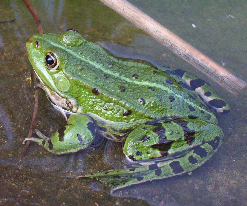 Edible Frog (Rana esculenta) ) - Wiki; DISPLAY FULL IMAGE.