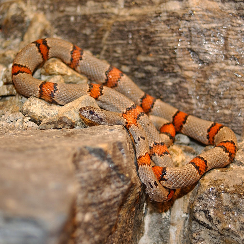 Grey-banded Kingsnake (Lampropeltis alterna) - Wiki; DISPLAY FULL IMAGE.