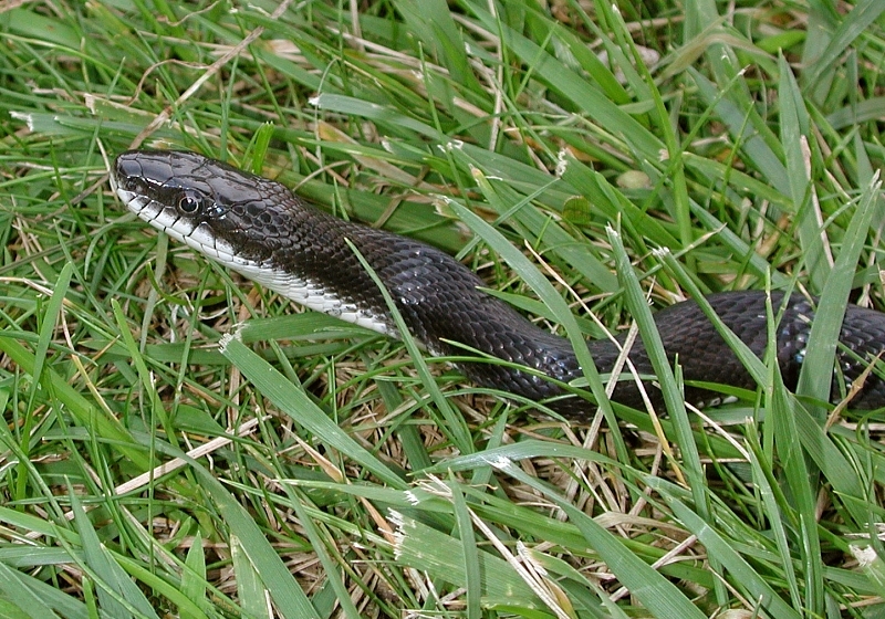 Black Ratsnake (Elaphe obsoleta) - Wiki; DISPLAY FULL IMAGE.