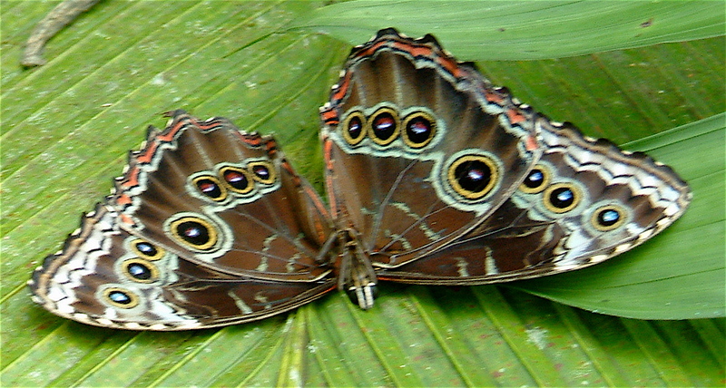 Menelaus Blue Morpho (Morpho menelaus) - Wiki; DISPLAY FULL IMAGE.