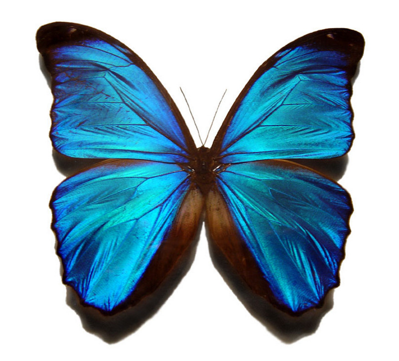 Blue Morpho (Genus Morpho) - Wiki; DISPLAY FULL IMAGE.
