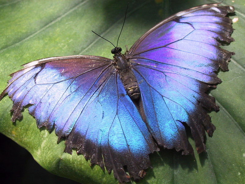 Deidamia Blue Morpho (Morpho deidamia); DISPLAY FULL IMAGE.