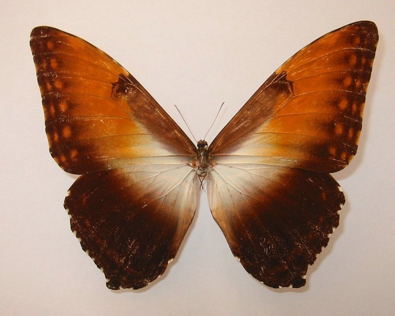 Sunset Morpho (Morpho hecuba) - Wiki; DISPLAY FULL IMAGE.