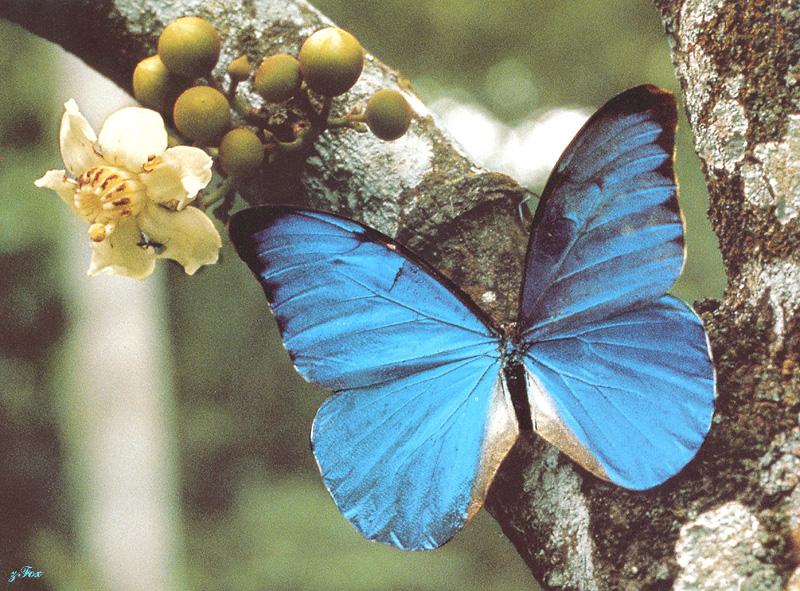Blue Morpho Butterfly; DISPLAY FULL IMAGE.