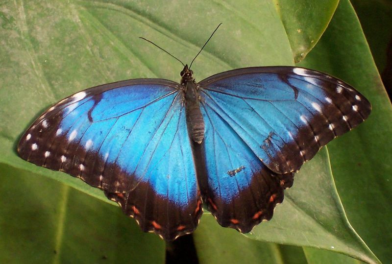 Peleides Blue Morpho (Morpho peleides) - Wiki; DISPLAY FULL IMAGE.