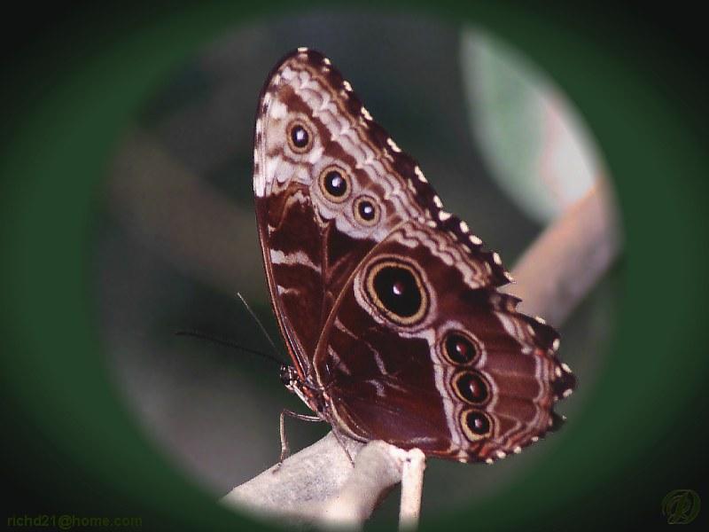 Peleides Blue Morpho (Morpho peleides); DISPLAY FULL IMAGE.