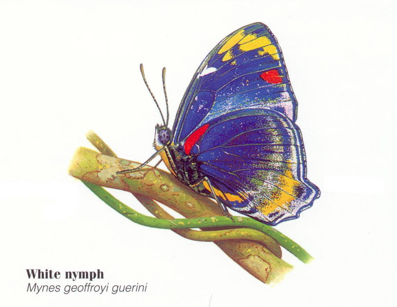 White Nymph Butterfly (Mynes geoffroyi guerini); DISPLAY FULL IMAGE.