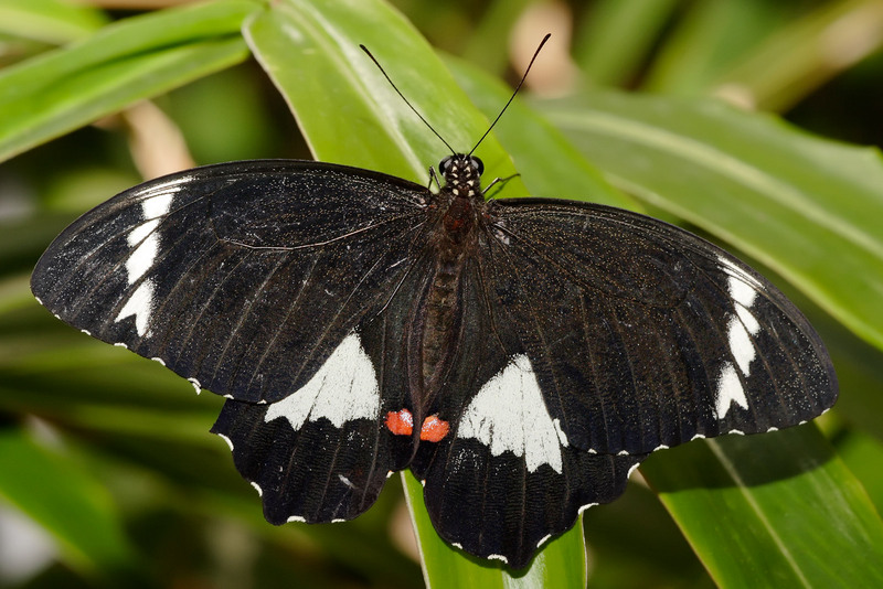 Orchard Swallowtail Butterfly (Papilio aegeus) - Wiki; DISPLAY FULL IMAGE.