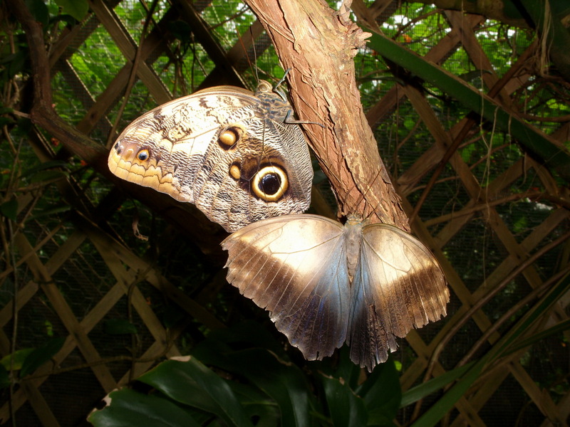 Owl Butterfly (Genus: Caligo) - Wiki; DISPLAY FULL IMAGE.
