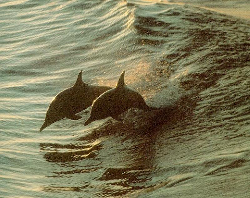 Spinner Dolphin (Stenella longirostris); DISPLAY FULL IMAGE.