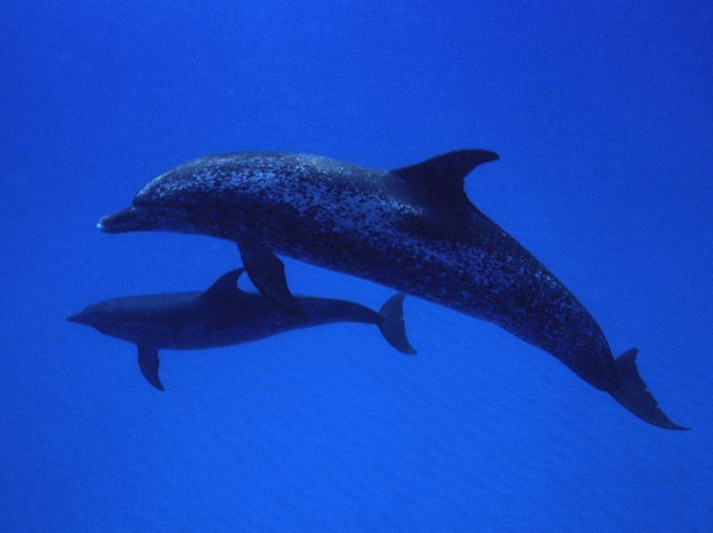 Spotted Dolphin (Stenella sp.); DISPLAY FULL IMAGE.