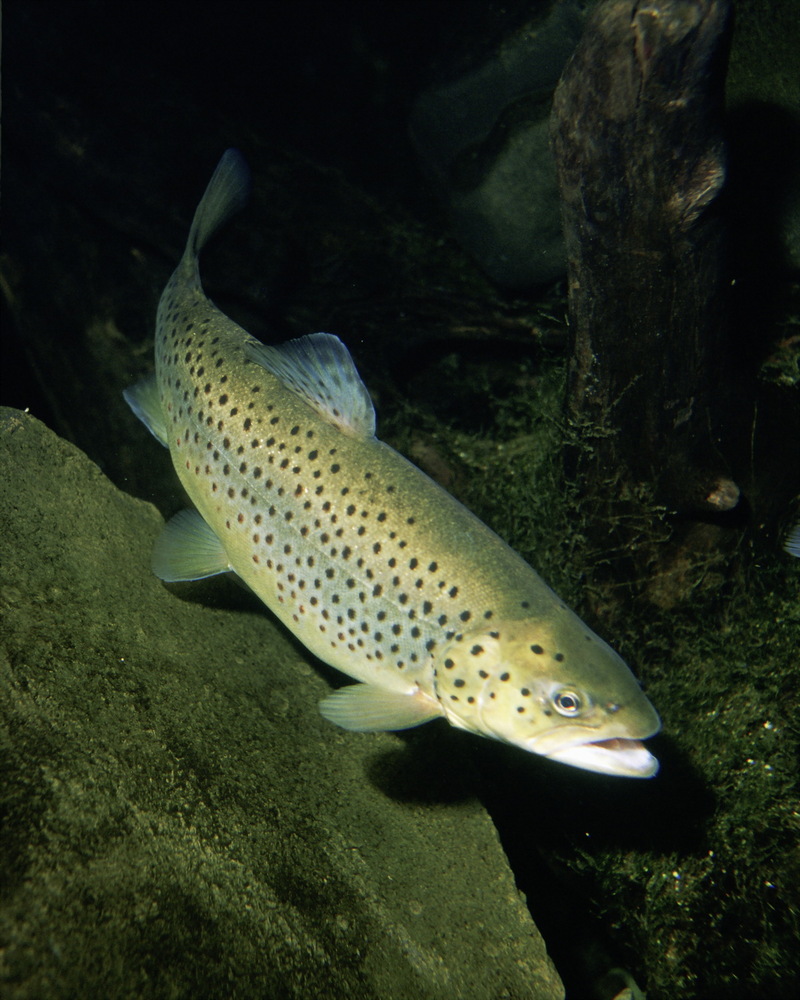 Brown Trout (Salmo trutta) - Wiki; DISPLAY FULL IMAGE.