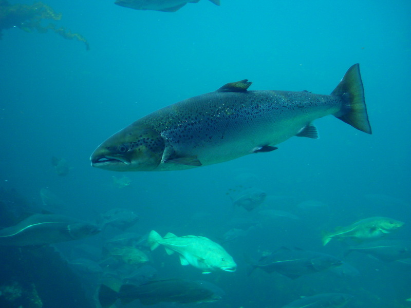 Atlantic Salmon (Salmo salar) - Wiki; DISPLAY FULL IMAGE.