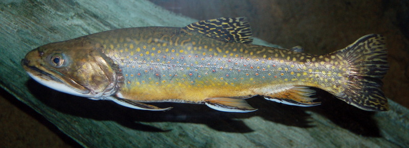 Brook Trout (Salvelinus fontinalis) - Wiki; DISPLAY FULL IMAGE.