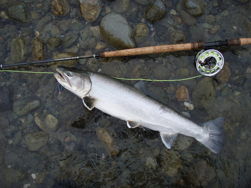 Dolly Varden Trout (Salvelinus malma malma); DISPLAY FULL IMAGE.