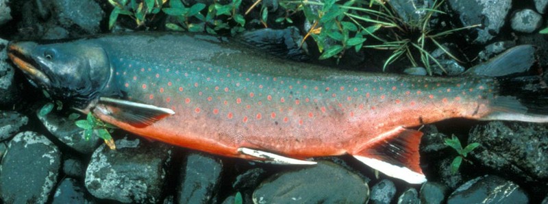 Dolly Varden Trout (Salvelinus malma malma); DISPLAY FULL IMAGE.