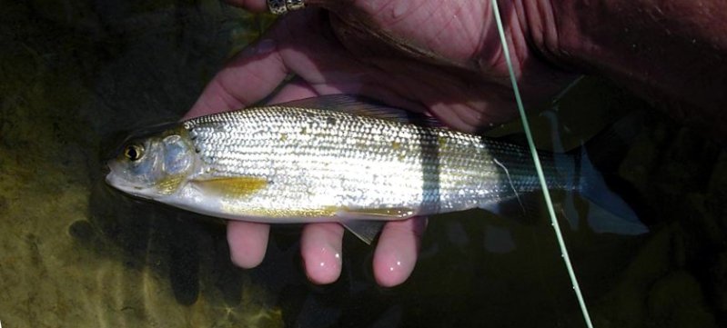 Grayling (Thymallus thymallus) - Wiki; DISPLAY FULL IMAGE.