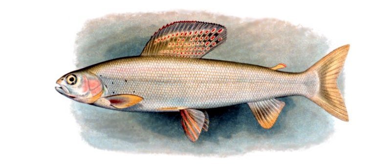 Arctic Grayling (Thymallus arcticus) - Wiki; DISPLAY FULL IMAGE.