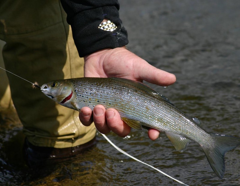 Arctic Grayling (Thymallus arcticus); DISPLAY FULL IMAGE.