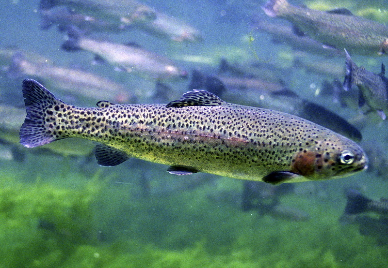 Rainbow Trout, Steelhead Trout (Oncorhynchus mykiss) - Wiki; DISPLAY FULL IMAGE.