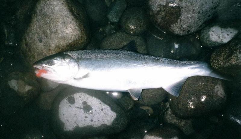 Coho Salmon (Oncorhynchus kisutch); DISPLAY FULL IMAGE.