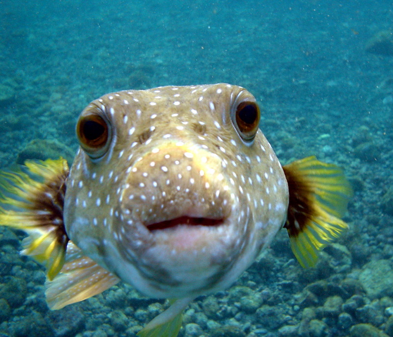 Pufferfish (Family: Tetraodontidae) - Wiki; DISPLAY FULL IMAGE.